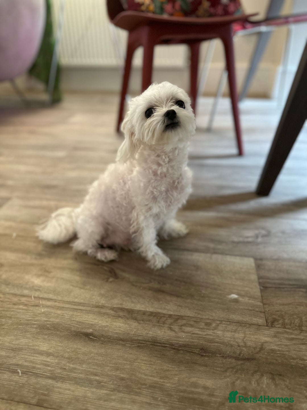 Maltipoo dogs for sale: Tea Cup Maltipoos  - Image 5