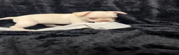 French Bulldog dogs for sale: Beautiful French Bulldog puppies - Advert 17