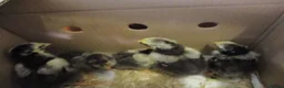 Hens poultry for sale: Hatching eggs  Silver Laced Wyandotte Bantams - Advert 8