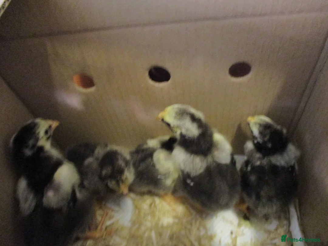 Hens poultry for sale: Hatching eggs  Silver Laced Wyandotte Bantams - Advert 8