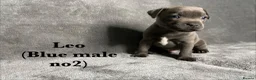 Staffordshire Bull Terrier dogs for sale: Billionaire bills pups  in Oldham - Advert 11
