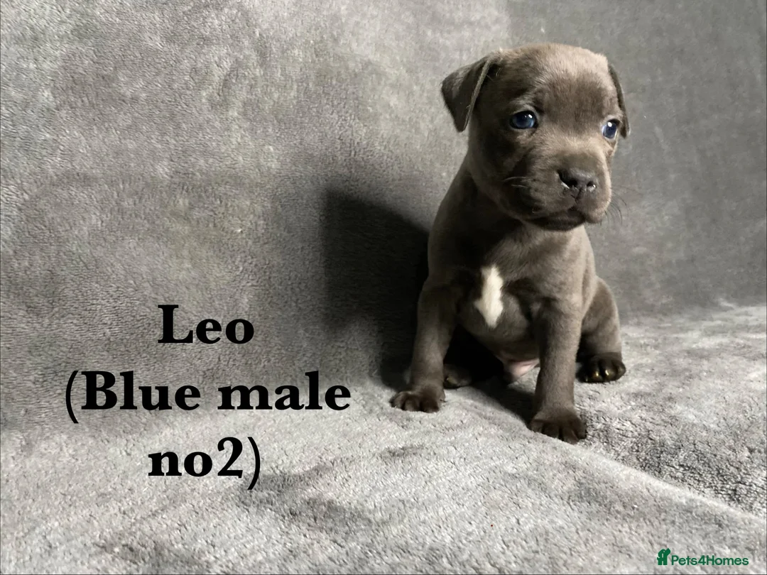 Staffordshire Bull Terrier dogs for sale: Billionaire bills pups  in Oldham - Advert 11