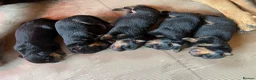 Rottweiler dogs for sale: Rottwailer in Sidcup - Advert 3