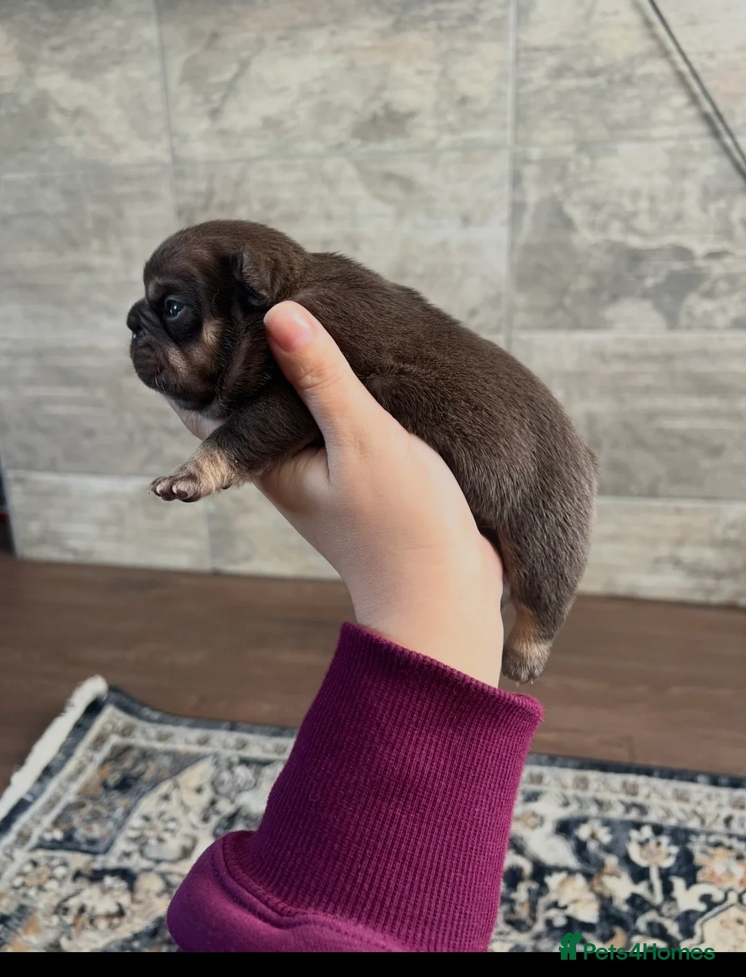 French Bulldog dogs for sale: Stunning Litter Of French Bulldog Puppies - Advert 15