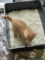 Bengal cats Male Ginger Bengal kitten Available - Advert 11
