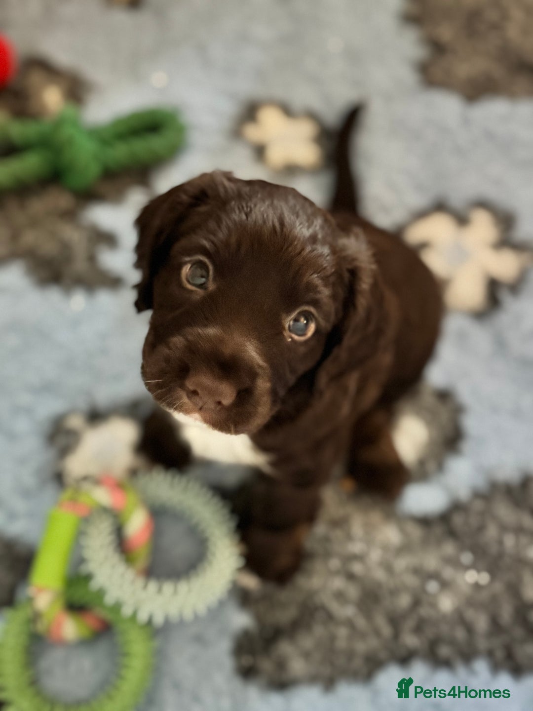 Cocker Spaniel dogs for sale: Working cocker spaniels  - Image 1