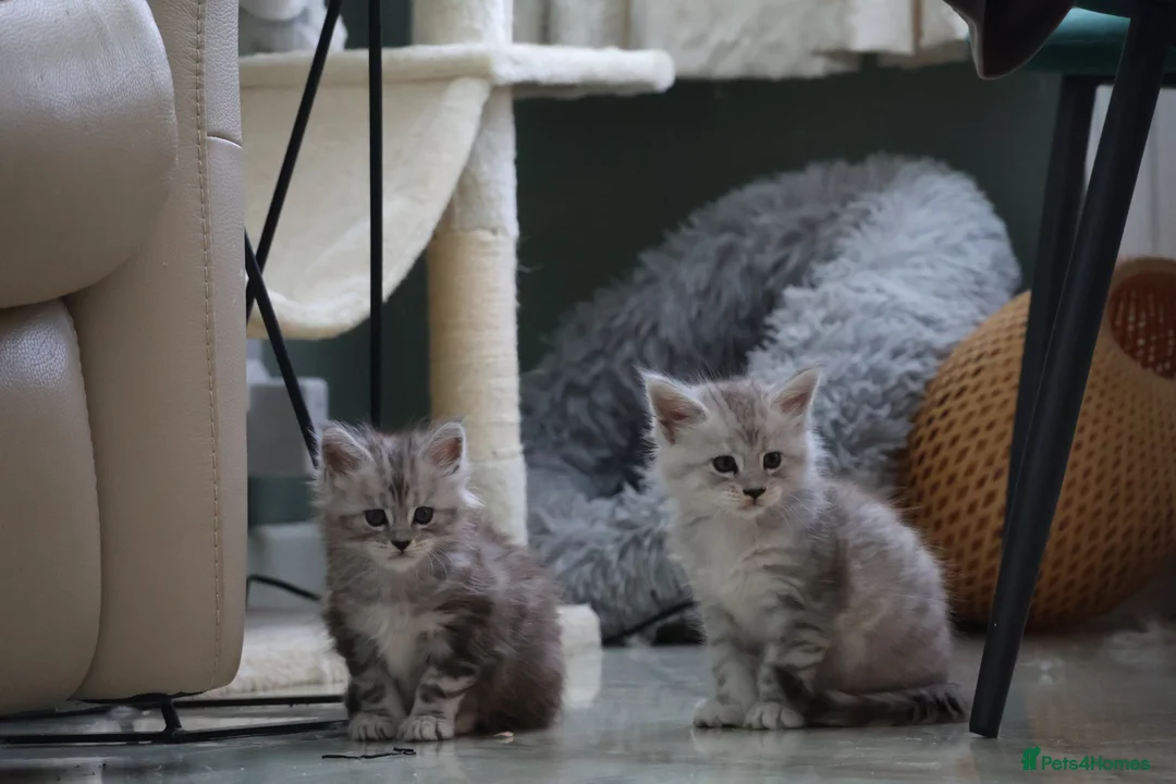 Maine Coon cats for sale: Blue Silver Shaded (Possible active reg) - Advert 2