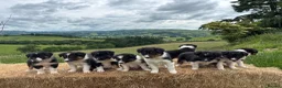 Border Collie dogs for sale: Long coated rare border collie puppies - Advert 11