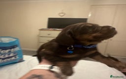 Cocker Spaniel dogs for sale: Cocker Spaniel Puppies- ready 17/12/25 - Advert 23