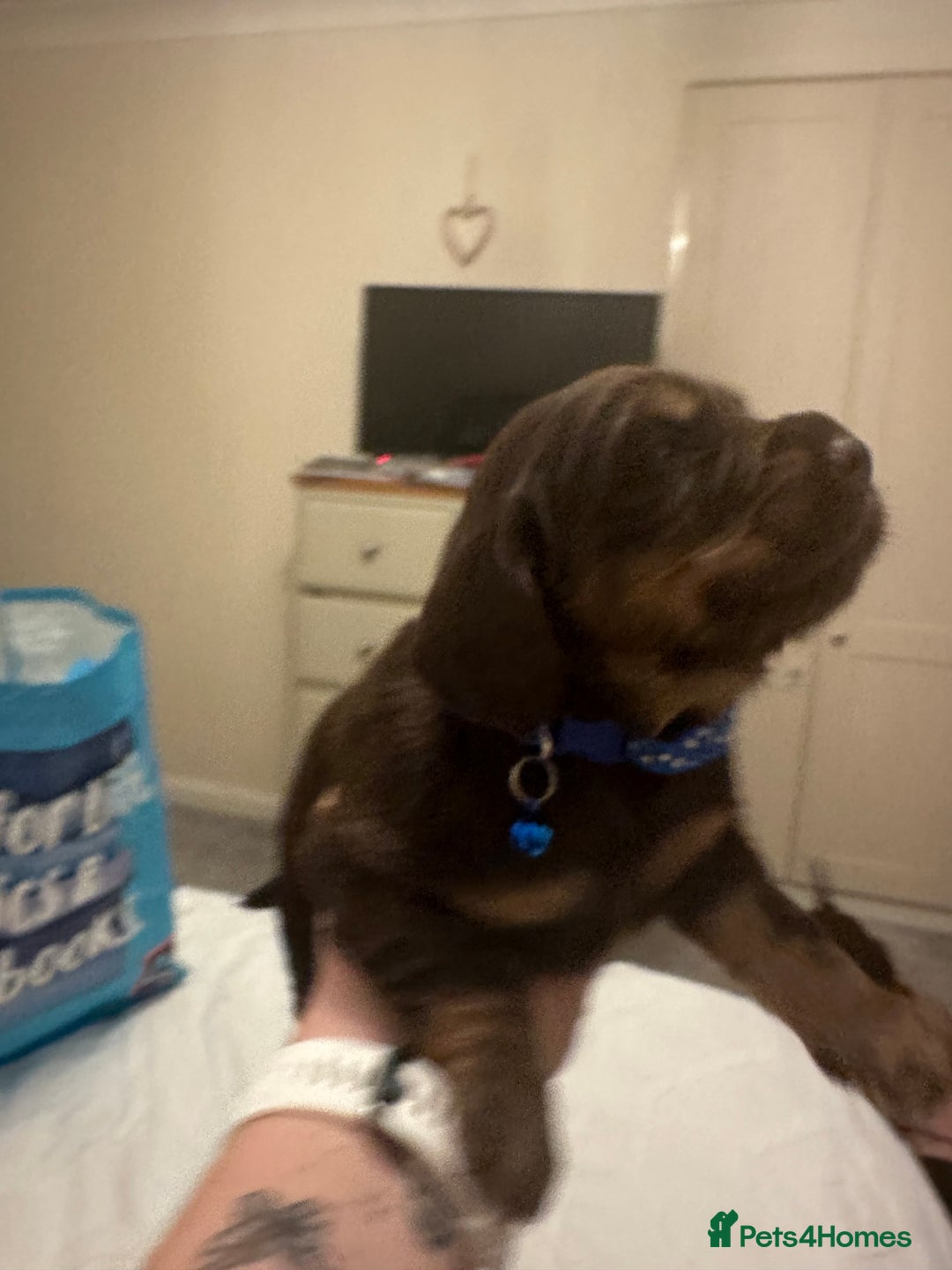 Cocker Spaniel dogs for sale: Cocker Spaniel Puppies- ready 17/12/25 - Advert 23