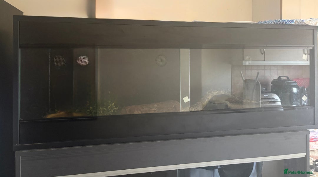 Snake reptiles for sale: Royal Python & enclosure  - Image 2