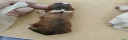 Cocker Spaniel dogs for sale: Stunning Show Type Cocker Spaniels  - Advert 2