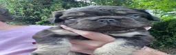 French Bulldog dogs for sale: BEAUTIFUL FLUFFY FRENCH BULLDOG PUPPIES - Advert 7