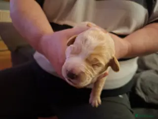 Mixed Breed dogs Gorgeous f1 border retreiver pups - Advert 1