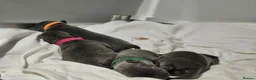 Staffordshire Bull Terrier dogs for sale: Hi we are 8 kc blue staffordshire pups in Monmouth - Advert 7