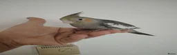 Cockatiels birds for sale: baby cockatiels - Advert 8