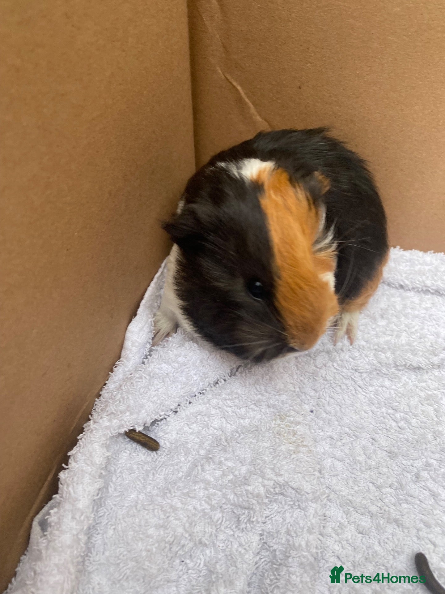 Guinea Pig rodents Guinea pigs  - Advert 1