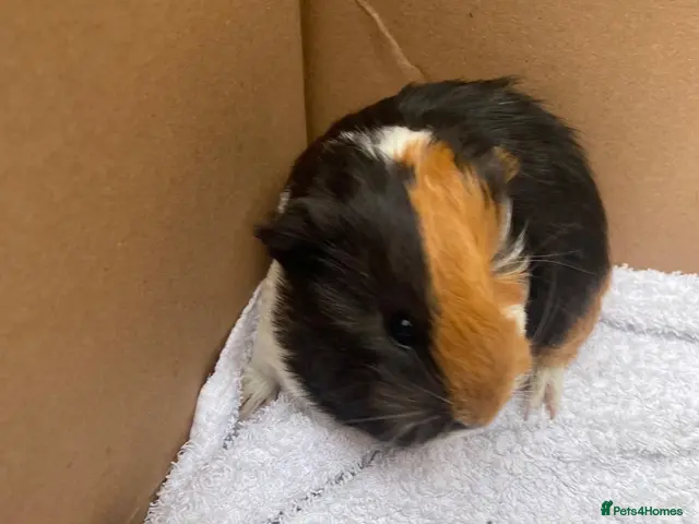 Guinea Pig rodents Guinea pigs - Advert 1