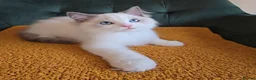 Ragdoll cats for sale: Show quality babies ready now - Advert 5