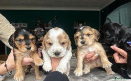 Cocker Spaniel dogs for sale: Working type Cockerspaniel pups kc registered dad  - Image 1