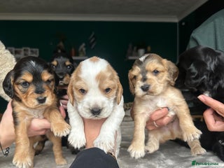 Cocker Spaniel dogs - Advert 25