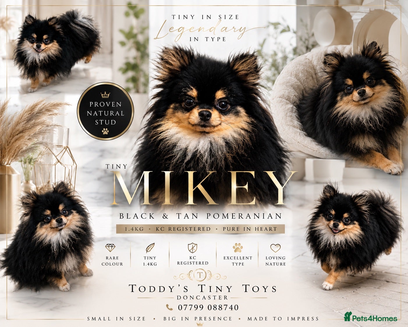 Pomeranian dogs stunning tiny 1.2kg pom stud boy  - Advert 2