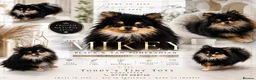 Pomeranian dogs for stud: stunning tiny 1.2kg pom stud boy  - Advert 1