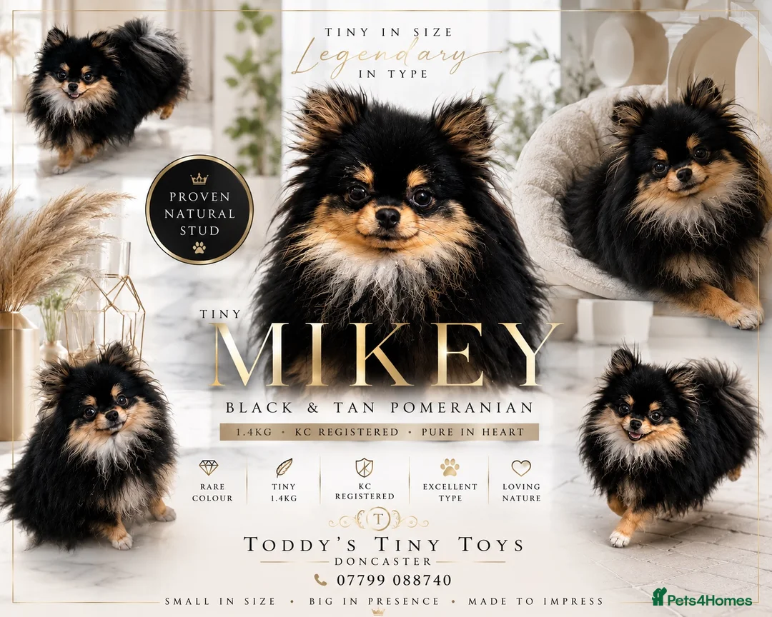 Pomeranian dogs for stud: stunning tiny 1.2kg pom stud boy  - Advert 1