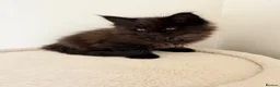 Maine Coon cats for sale: Pedigree TICA Champion Russian import line MCO - Advert 31