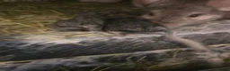 Chinchilla rodents for sale: Lovely chinchila kits all standard  - Advert 32