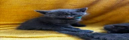 Mixed Breed cats for sale: Beautiful all grey Kittens  - Advert 9