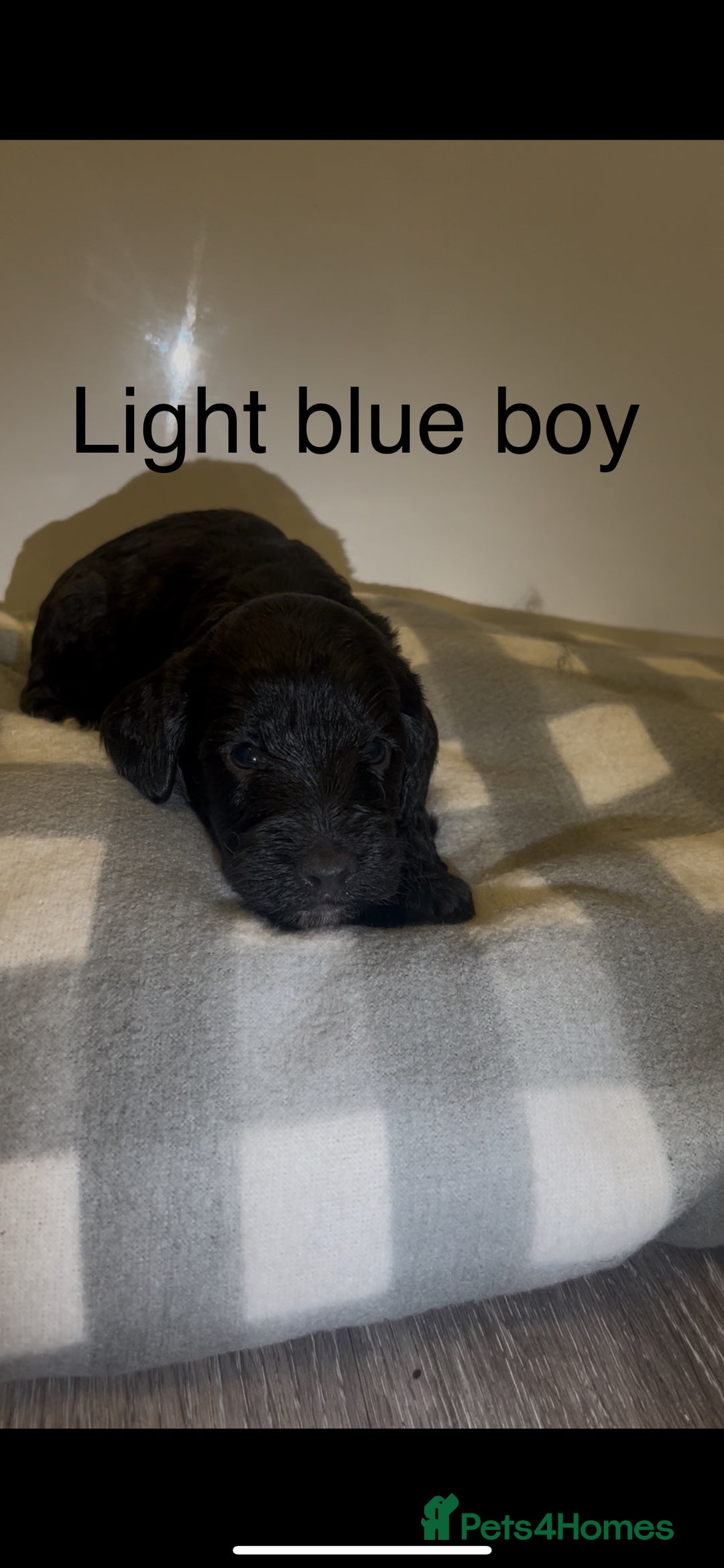 Cockapoo dogs for sale: Cockapoo puppies - Image 21