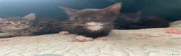 Mixed Breed cats for sale: Siamese x Maine coon kittens - Advert 14
