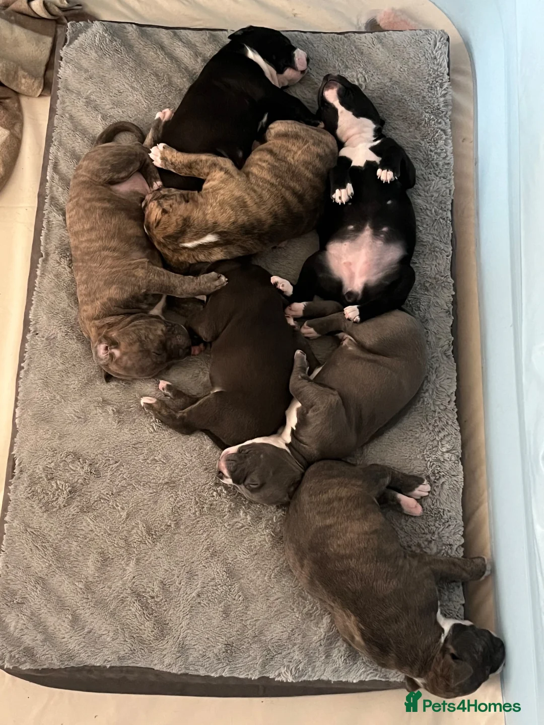 Staffordshire Bull Terrier dogs for sale: American Staffordshire bull terrier puppies - Advert 1