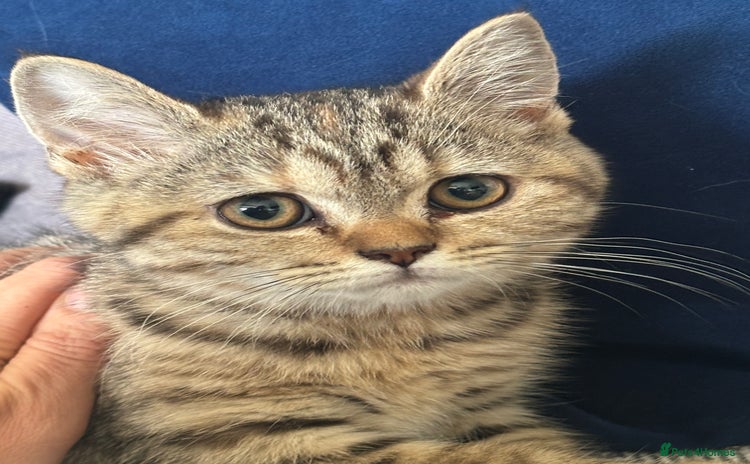 British Shorthair cats - Advert 16