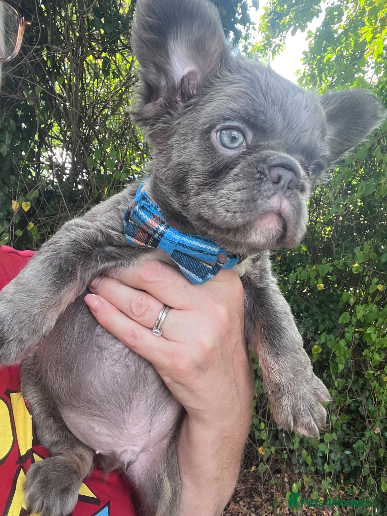 French Bulldog dogs Council Licensed Fluffy French Bulldog Puppies - Advert 1