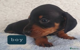 Dachshund dogs for sale: dachshund - Image 1