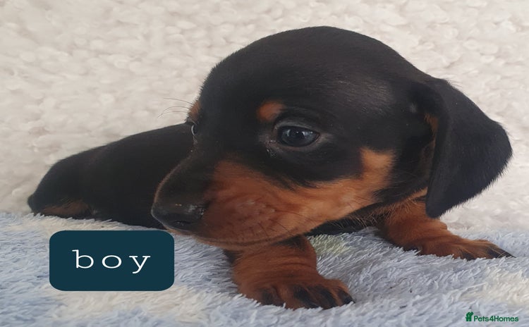 Dachshund dogs - Advert 1