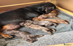 Miniature Dachshund dogs for sale: KC miniature Daschunds    - Image 22