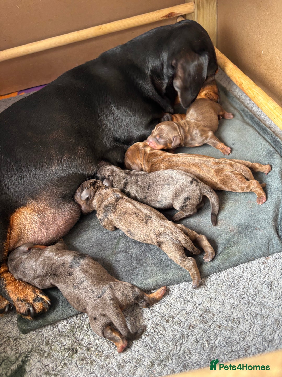 Miniature Dachshund dogs for sale: KC miniature Daschunds    - Image 22