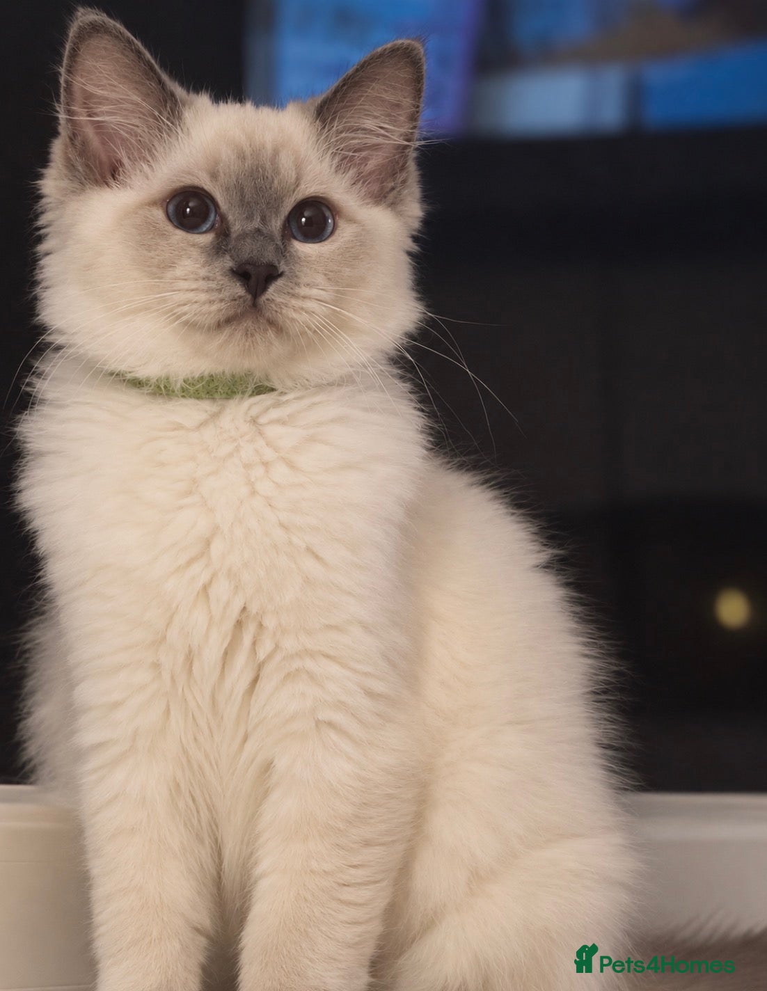 Ragdoll cats Ragdoll girls looking for forever home 🏡  - Advert 1