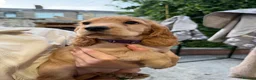 Cocker Spaniel dogs for sale: 1 Male Cocker Spaniel - Advert 16