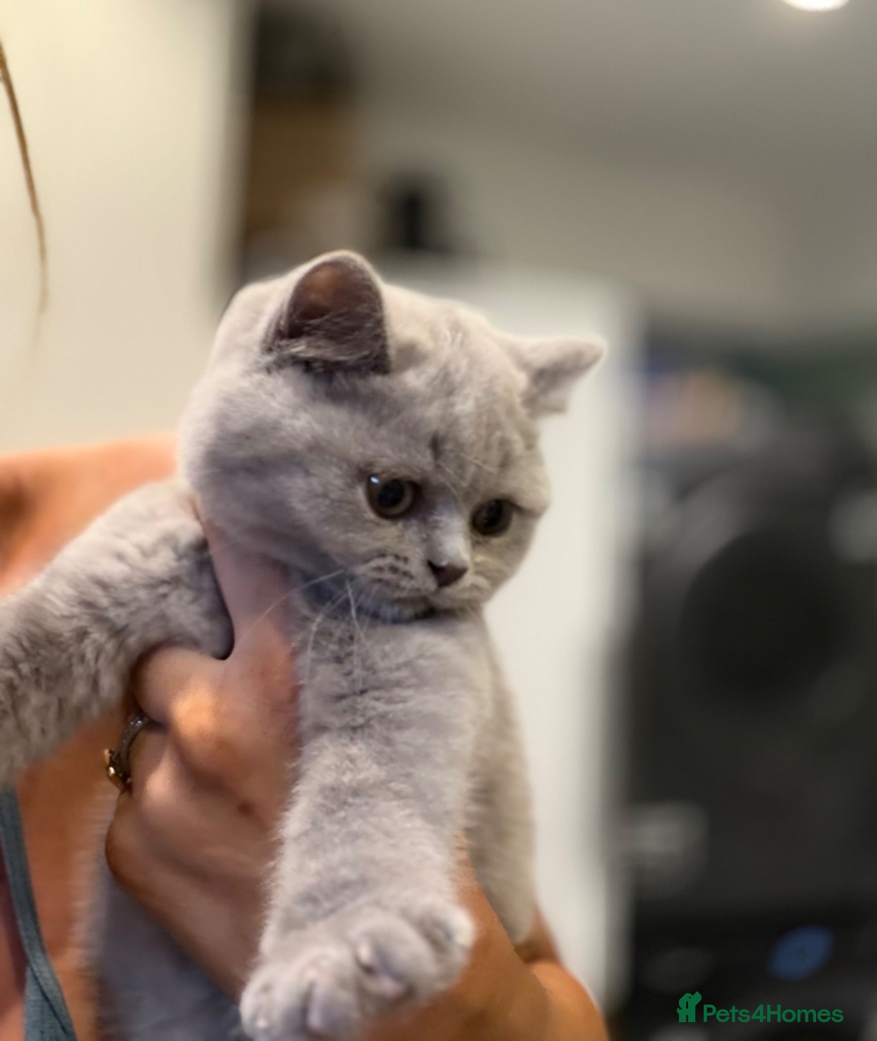 British Shorthair cats British short hair kitten  - Advert 1