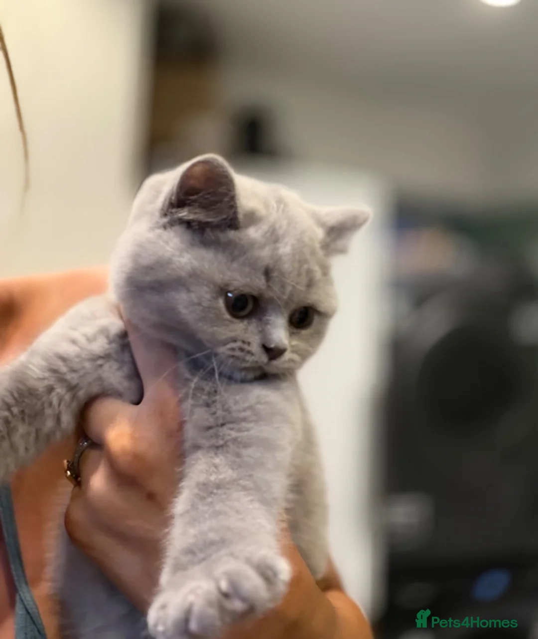British Shorthair cats for sale: British short hair kitten  - Advert 1