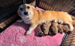 Welsh Corgi Pembroke dogs for sale: PEMBROKE CORGI PUPPIES  - they’ve arrived! - Image 7