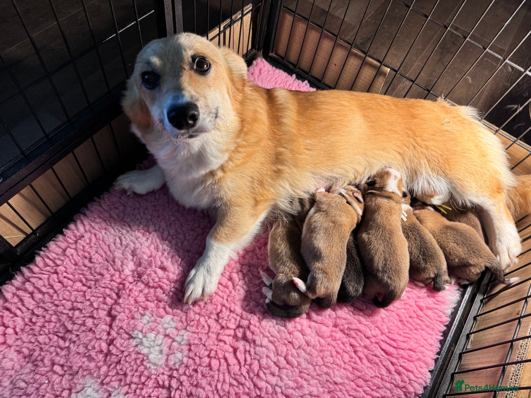 Welsh Corgi Pembroke dogs for sale: PEMBROKE CORGI PUPPIES  - they’ve arrived! - Image 7