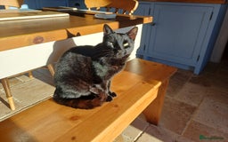 Mixed Breed cats for sale: 6 Lovely and Friendly Cats - Different colours - Advert 13
