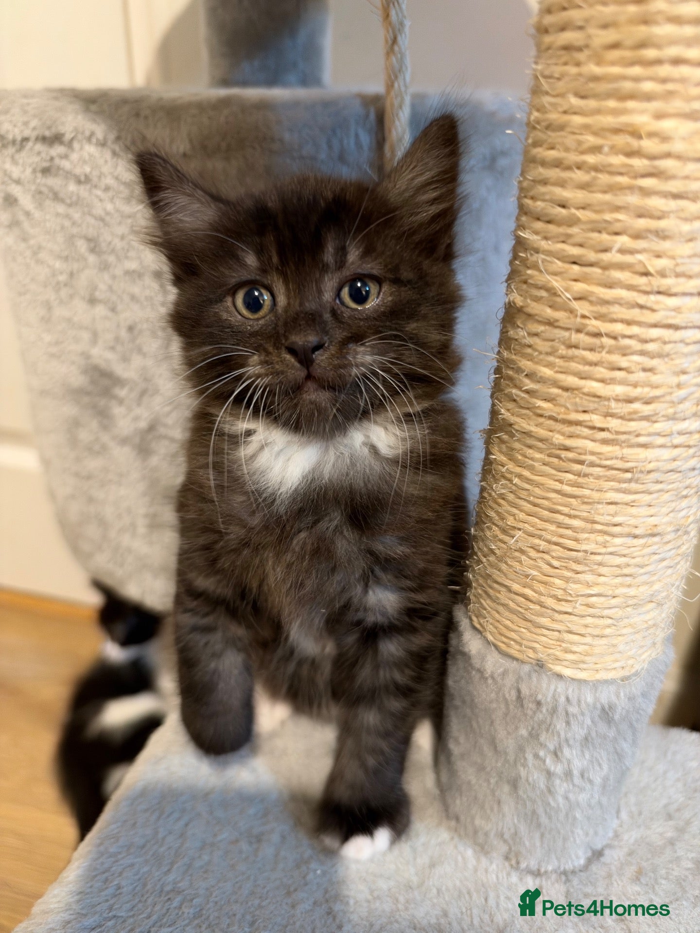 Mixed Breed cats Beautiful Persian Kittens - Advert 10