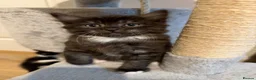 Mixed Breed cats for sale: Beautiful Persian Kittens - Advert 1