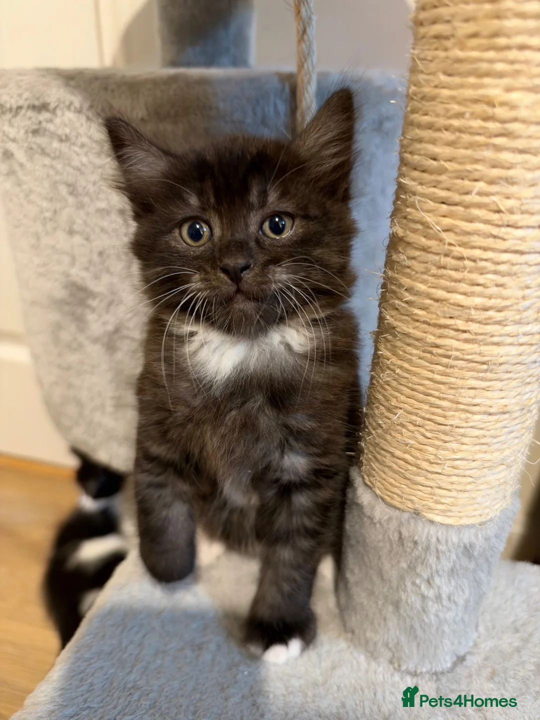 Mixed Breed cats for sale: Beautiful Persian Kittens - Advert 1